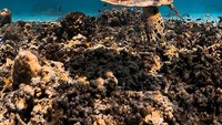 Fuji An merekam dunia laut Lombok. Masalah saat ini serupa dengan penipuan yang dilakukan oleh mantan manajernya yang kini ditahan, Batara, dan Fuji mengatakan kasus ini ada keterkaitan dengan kasus sebelumnya.