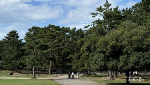 Ini Rasanya Berjumpa Rusa-rusa di Nara Park, Jepang