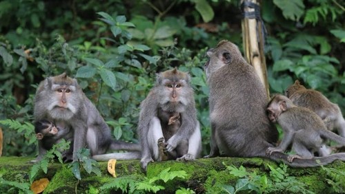 Sejumlah monyet di Monkey Forest Ubud.
