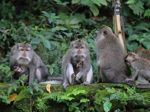 Putrinya Digigit Monyet Ubud, Turis Australia Keluar Rp 69 Juta