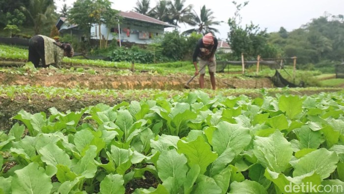 Petani di Kampung Enam, Kecamatan Tarakan Timur, Kota Tarakan, Kalimantan Utara telah lama memanfaatkan pupuk organik dalam bertani. Pupuk tersebut berbahan kulit udang.