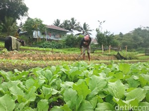 Pupuk Kulit Udang, Primadona Petani Kampung Enam Tarakan