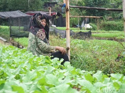 Petani di Kampung Enam, Kecamatan Tarakan Timur, Kota Tarakan, Kalimantan Utara telah lama memanfaatkan pupuk organik dalam bertani. Pupuk tersebut berbahan kulit udang.
