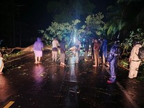 Pohon di Tabanan Tumbang Timpa Truk Perusahaan Semen, Sopir Luka-luka