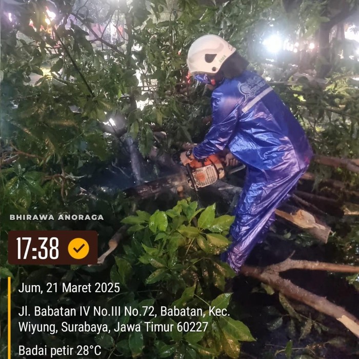 pohon tumbang di surabaya