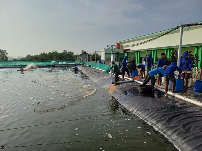 SMK Perikanan dan Kelautan Puger, Jember, Jawa Timur melaksanakan Panen Raya Teaching Factory (Tefa) Budi Daya Udang Vaname kualitas ekspor siklus keenam dengan total hasil panen mencapai 12 ton SMK Perikanan dan Kelautan Puger, Jember, Jawa Timur melaksanakan Panen Raya Teaching Factory (Tefa) Budi Daya Udang Vaname kualitas ekspor siklus keenam dengan total hasil panen mencapai 12 ton