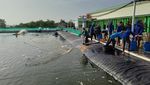 Top! SMK di Jember Ini Panen Udang Vaname Senilai Rp800 Juta, Diekspor ke AS-Jepang