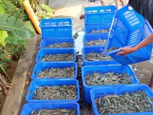 Video: Budidaya Udang Vaname, Ladang Cuan Para Petambak