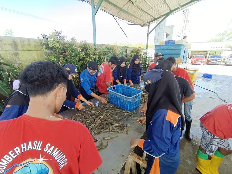Top! SMK di Jember Ini Panen Udang Vaname Senilai Rp800 Juta, Diekspor ke AS-Jepang