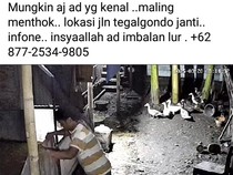 Aksi Maling Entok di Klaten Terekam CCTV
