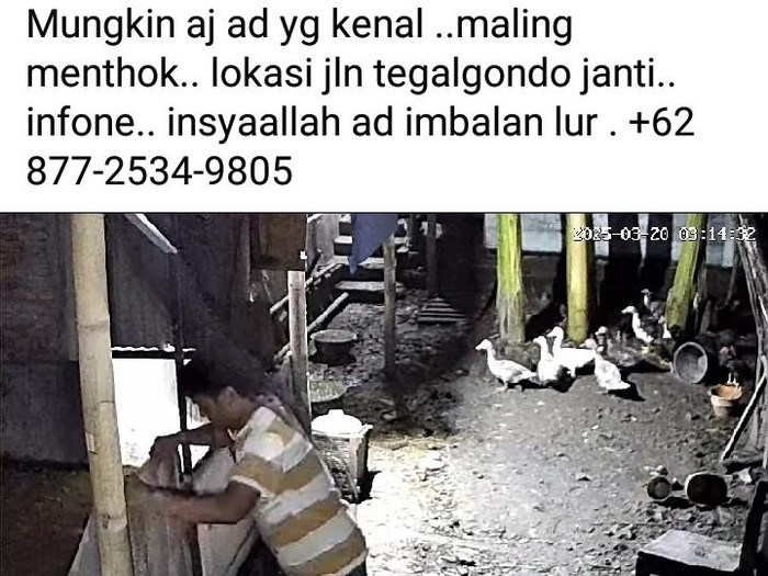 Tangkapan layar postingan pencurian entok di Klaten yang terekam CCTV.