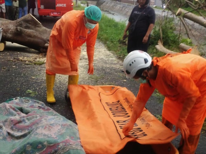 Tewas tertimpa pohon di Jombang