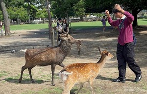 Ini Rasanya Berjumpa Rusa-rusa di Nara Park, Jepang