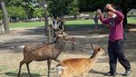 Ini Rasanya Berjumpa Rusa-rusa di Nara Park, Jepang