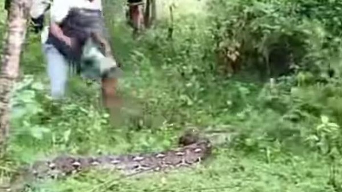 Ular piton berukuran 7 meter mati ditebas warga di Kabupaten Bolaang Mongondow (Bolmong), Sulawesi Utara (Sulut).