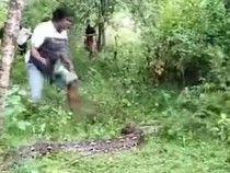 Detik-detik Warga di Bolmong Tebas Ular Piton 7 Meter yang Mangsa Sapi