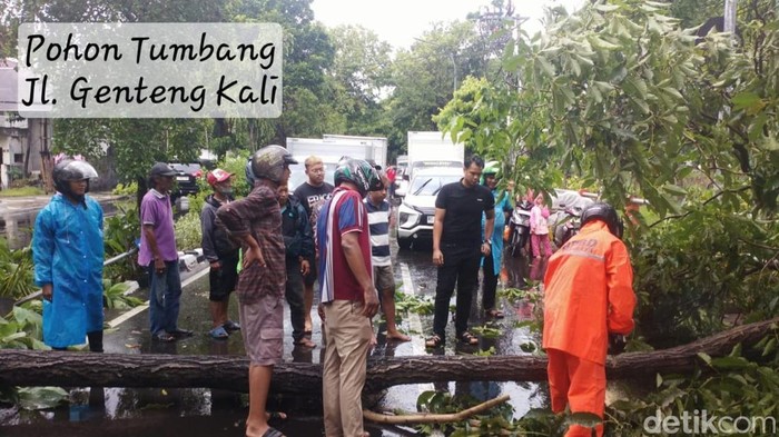 4 Pohon Tumbang Buntut Hujan Disertai Angin Kencang di Surabaya