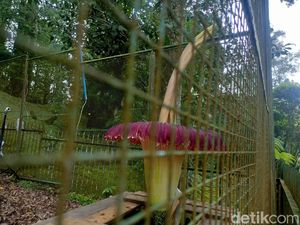 Bunga Bangkai Raksasa di Kebun Raya Cibodas Mekar di Lebaran Ini