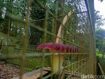 Bunga Bangkai Raksasa di Kebun Raya Cibodas Mekar di Lebaran Ini