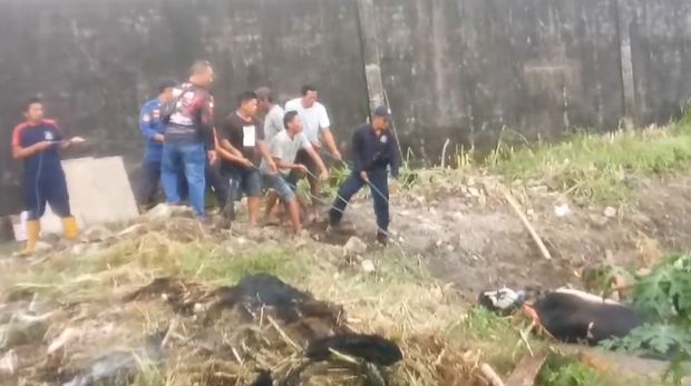 Damkar Lamongan Evakuasi Sapi Terperosok Kubangan Lumpur