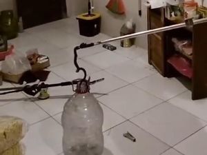 Kobra Jawa Dievakuasi Saat Sembunyi di Bawah Meja Warga Jetis Bantul