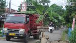 Jalan Klaten-Gunung Kidul yang Rusak Ditanami Pohon Pisang
