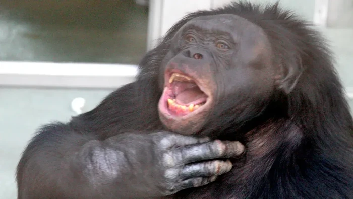 Salah satu primata paling dikenal, bonobo bernama Kanzi, menghembuskan napas terakhirnya. Dia adalah primata yang mengerti bahasa manusia.
