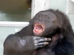 Kanzi Bonobo yang Mengerti Bahasa Manusia Mati, Ilmuwan Berduka