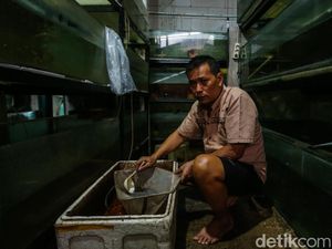Kisah Peternak Ikan Hias Bekasi Tembus Ekspor ke AS
