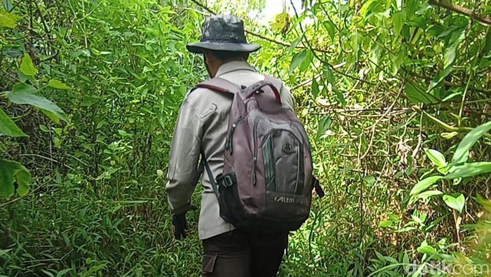 Ladang ganja di TNBTS