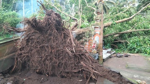 Pohon tumbang yang menimpa enam warga saat upacara kremasi di Desa Adat Sengkidu, Kecamatan Manggis, Kabupaten Karangasem, Sabtu (22/3/2025).(istimewa)