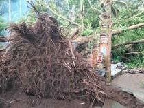 6 Orang Tertimpa Pohon Tumbang Saat Upacara Kremasi di Karangasem