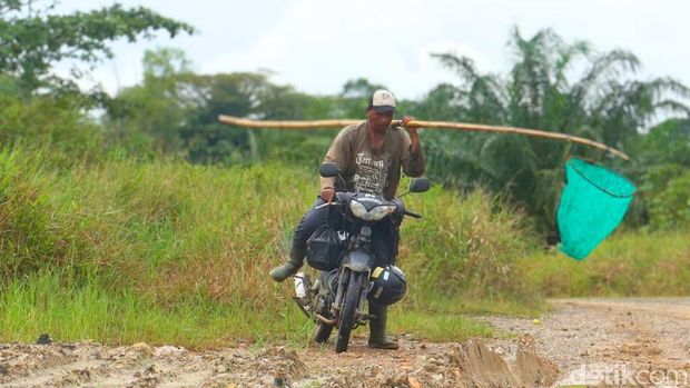 Solikin, pencari kroto di Tarakan.