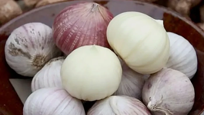 Solo garlic atau bawang putih lanang