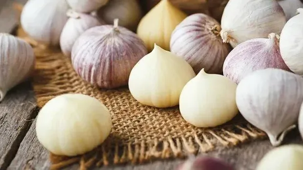 Solo garlic atau bawang putih lanang