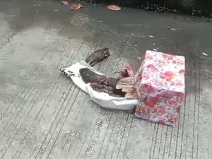 Video: Seusai Teror Kepala Babi, Kini Kantor Tempo Dikirimi Bangkai Tikus Terpenggal
