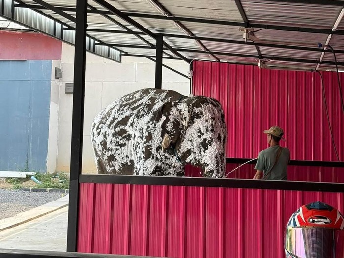 Viral gajah mandi di pencucian mobil Thailand