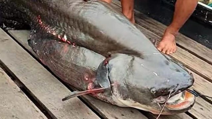 Warga Mempawah dapat ikan Tapah seberat 75 kg.