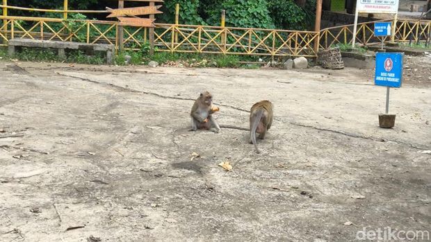 Warga menyaksikan aktivitas monyet di petilasan Sunan Kalijaga Cirebon