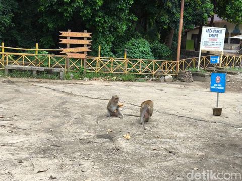 Warga menyaksikan aktivitas monyet di petilasan Sunan Kalijaga Cirebon
