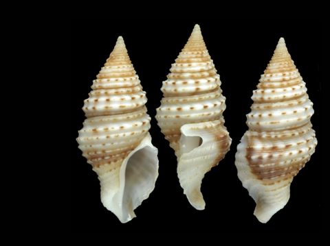 866 Spesies Baru di Laut dalam Sensus Lautan Dunia 2 Tahun