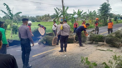 Cuaca ekstrem mengakibatkan bencana alam seperti pohon tumbang di Bali, Sabtu (22/3/2025). (Foto: Dok. Polda Bali)