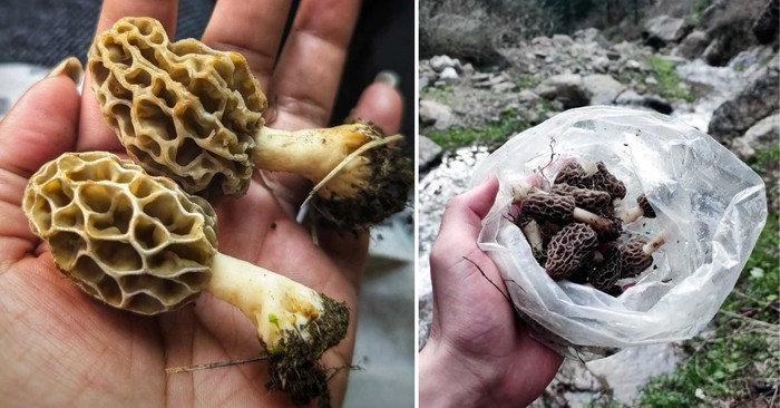 Jenis Jamur Langka Asal India Ini Harganya Rp 7,7 Juta per Kg