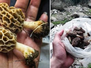 Jenis Jamur Langka Asal India Ini Harganya Rp 7,7 Juta per Kg
