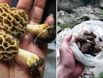 Jenis Jamur Langka Asal India Ini Harganya Rp 7,7 Juta per Kg