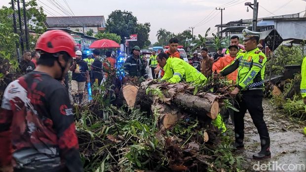 Pohon tumbang di jalur Trenggalek-Ponorogo