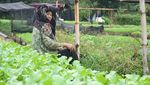 Mengintip Sentra Penghasil Sayur di Kota Tarakan