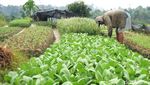 Mengintip Sentra Penghasil Sayur di Kota Tarakan
