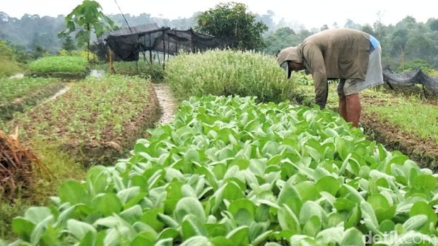 Di Bukit Amal, Kelurahan Kampung Enam, Kecamatan Tarakan Timur, Tarakan terdapat sentra kebun sayur yang dikelola dengan pupuk organik. Tidak hanya menawarkan udara sejuk, tempat ini juga memanjakan mata dengan panorama alam yang memukau.