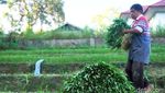 Mengintip Sentra Penghasil Sayur di Kota Tarakan